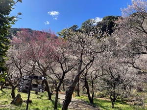 令和5年度　熱海梅園県道側からの様子