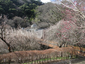 令和5年度　梅園の様子その3