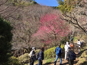 令和5年度 梅園の様子
