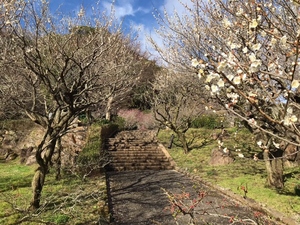 令和5年度　熱海梅園の様子