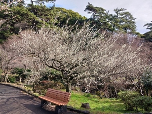 令和5年度 梅園の様子