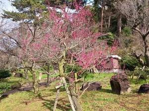 令和5年度 梅園の様子