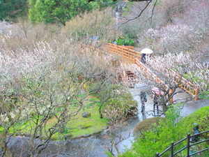 令和5年度　熱海梅園の様子