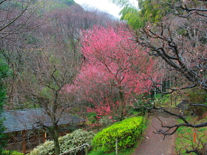 令和5年度　梅園の様子
