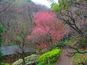 令和5年度　熱海梅園の様子