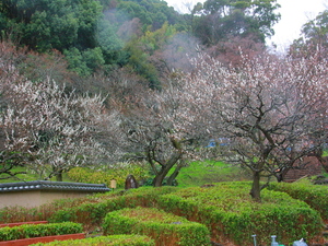 令和5年度　熱海梅園の様子