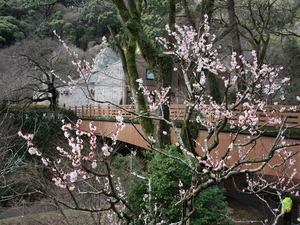 令和5年度　梅園の様子