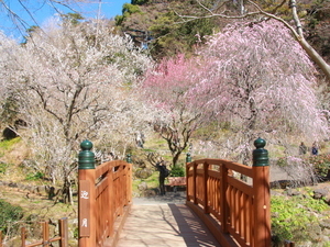 令和7年2月25日現在の梅園内の様子