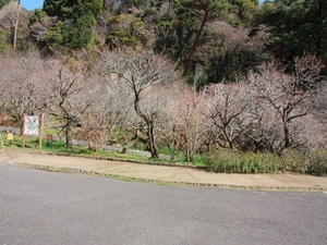 令和7年3月7日現在中央広場付近