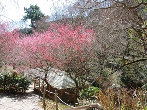 令和7年3月7日現在和風庭園付近