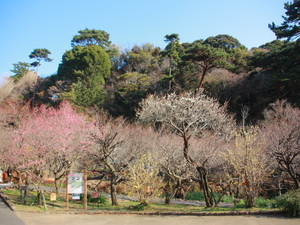 1月23日梅園内の様子