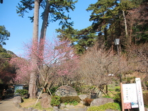 1月23日梅園内の様子
