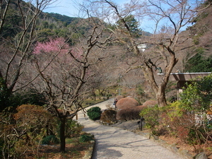 1月23日梅園内の様子