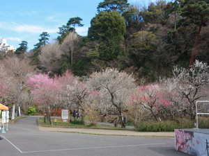 令和7年2月21日現在の梅の様子