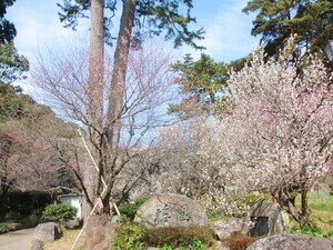 令和7年2月21日現在の梅の様子