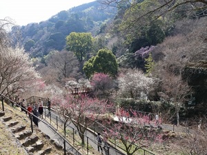 令和5年度　熱海梅園の様子