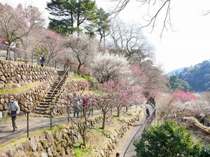 令和5年度 梅園の様子その2