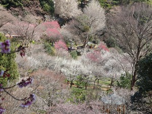令和5年度 梅園の様子その3