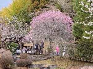 令和5年度 梅園の様子その4