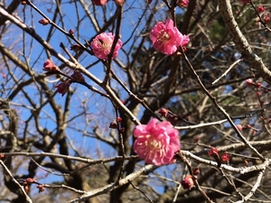 令和5年度 梅園の梅開花写真その1
