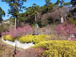 令和5年度　熱海梅園県道側からの様子