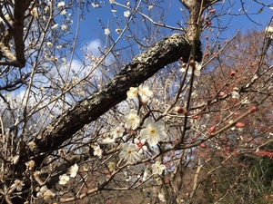 令和5年度 梅園の梅開花写真その2