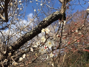 令和5年度　梅園の梅開花写真その2