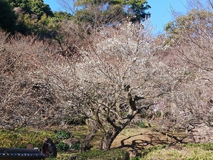 令和5年度　熱海梅園中央広場付近