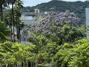 令和6年6月19日お宮緑地の様子
