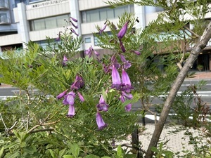 お宮緑地の日南ピンク