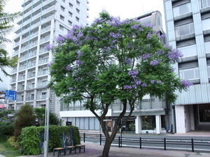 令和5年6月15日　お宮緑地　ジャカランダの1