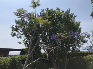 お宮緑地　ジャカランダの2