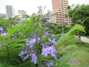 令和4年6月21日　ジャカランダ撮影