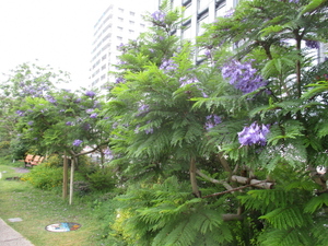 令和4年6月16日　ジャカランダ撮影