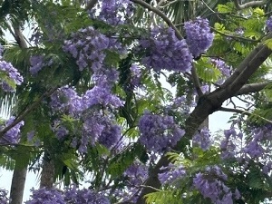 令和6年6月17日お宮緑地の様子