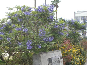 6月5日　お宮緑地　ジャカランダの1