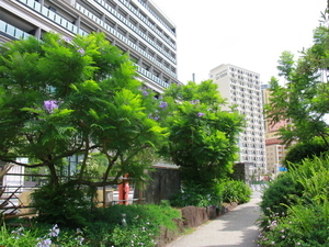令和7年6月23日現在のジャカランダ遊歩道その2