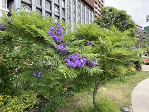 令和6年6月7日お宮緑地の様子