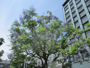令和6年6月3日現在、お宮緑地ジャカランダ開花状況