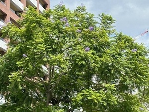 お宮緑地の2度咲きしたジャカランダその1