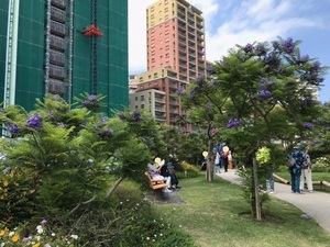 令和6年6月5日お宮緑地開花の様子その2