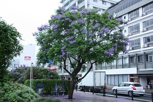 令和5年　6月12日　撮影