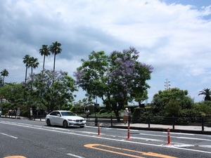 令和5年6月16日撮影