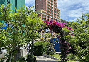 令和6年5月29日　ジャカランダの様子その1