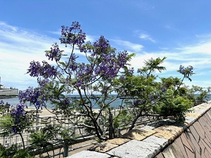 令和6年5月29日　ジャカランダの様子