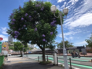 令和6年6月24日親水公園渚小公園前付近の様子