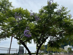 令和6年6月17日親水公園渚小公園前付近の様子