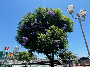 令和6年6月19日親水公園渚小公園前付近の様子