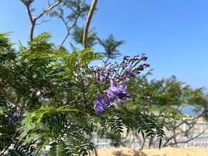 令和8年5月15日親水公園前歩道側ジャカランダの様子