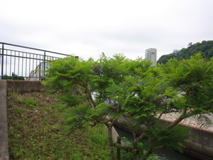 令和7年6月2日現在の親水公園ジャカランダの様子その1